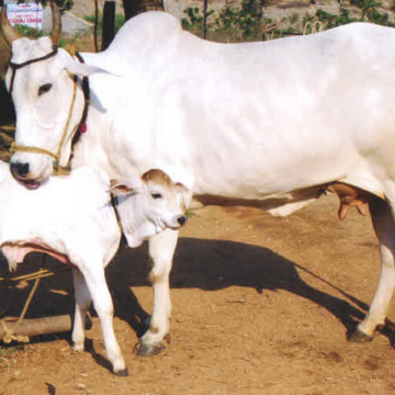 Gau Daan - vedicpanditji.com